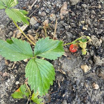 POTAGER 2