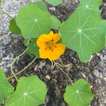 POTAGER 3